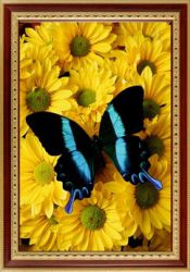 133 Алмазная мозаика "Бабочка на жёлтых хризантемах" (PSP)